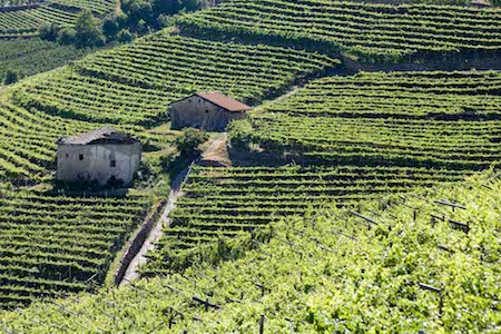 180628 vigneti cembrani baite anteprima